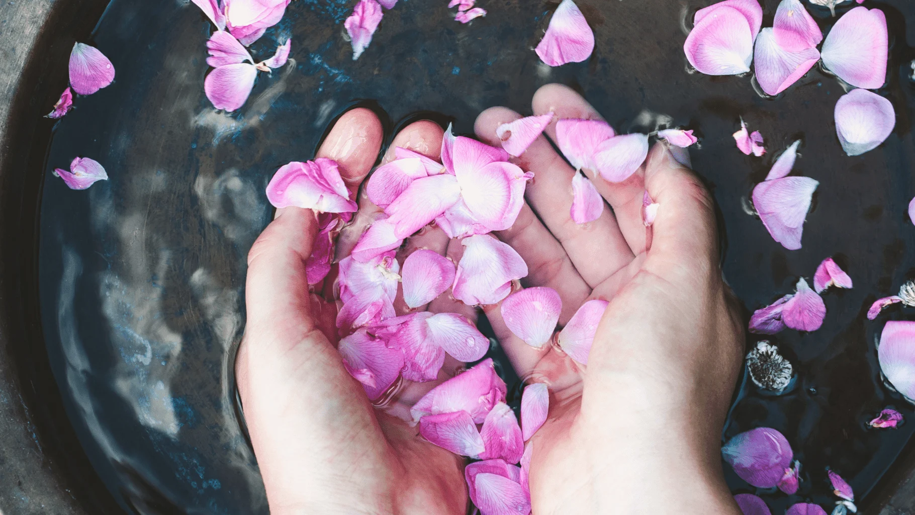 rose petals in to make rosewater