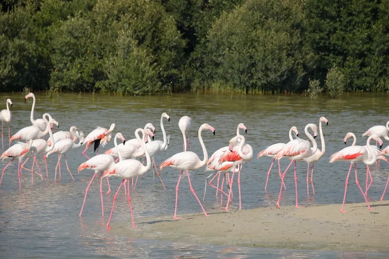 A group of flamingos stands in water