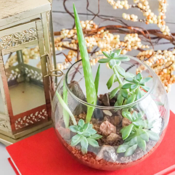 DIY: Morocco Desert Terrariums