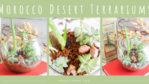 Make Your Own Moroccan Desert Terrarium!