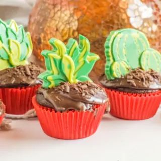 Succulent Chocolate Cupcakes
