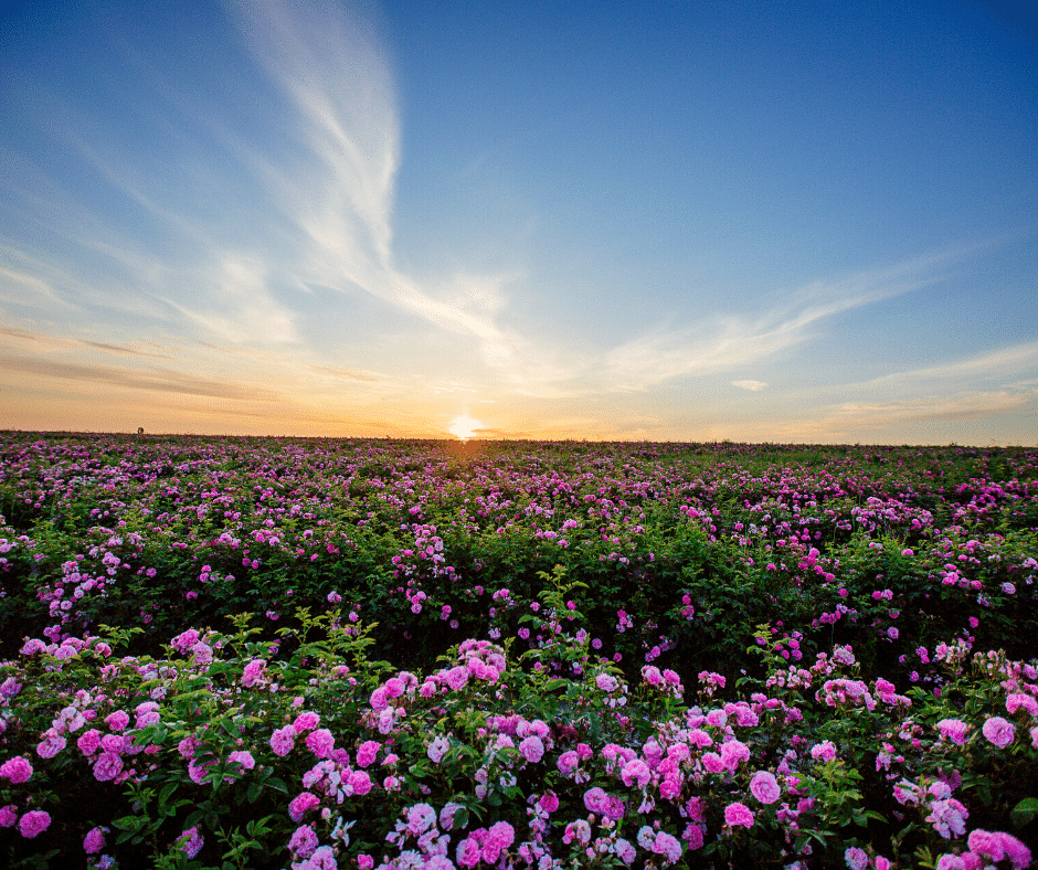 Rose Festival Morocco & the Valley of Roses MarocMama