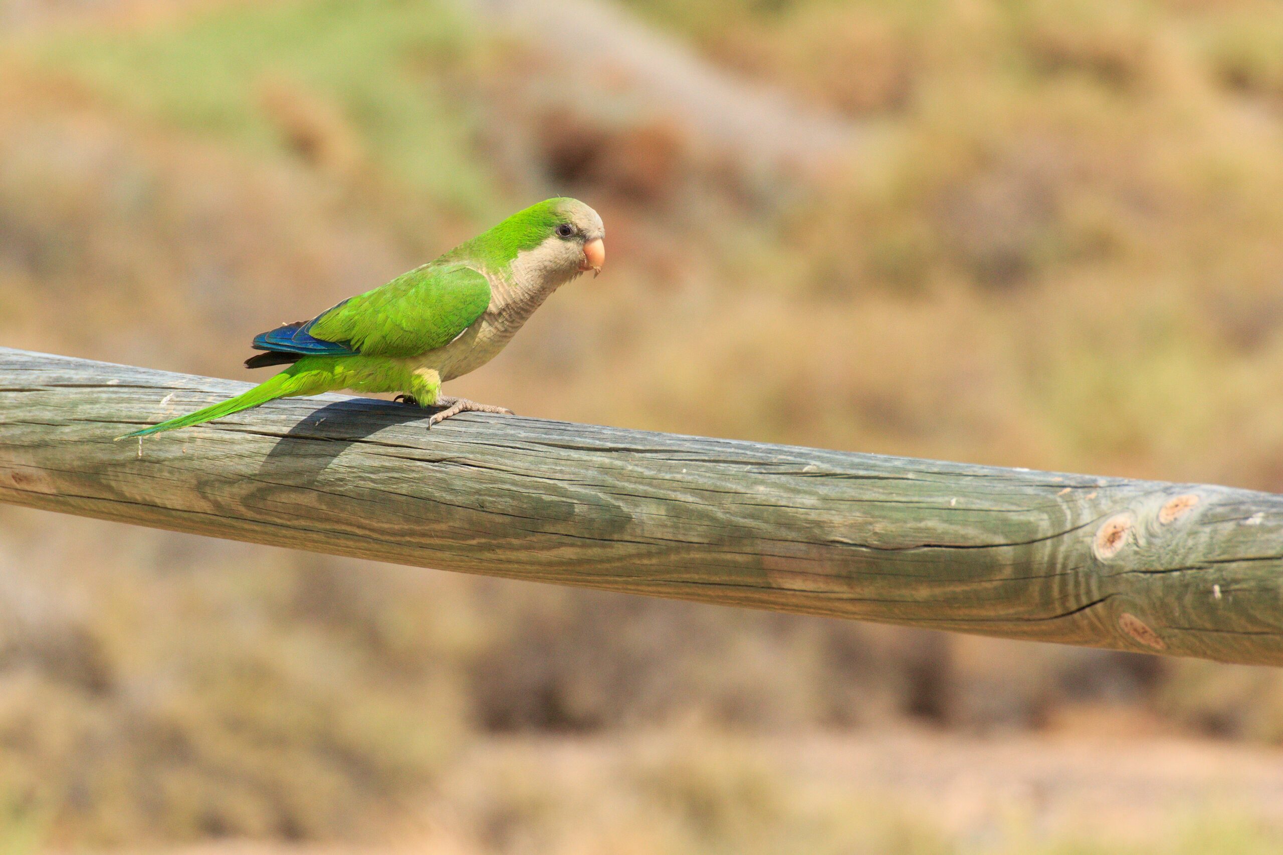 green parakeet in Fuerteventura