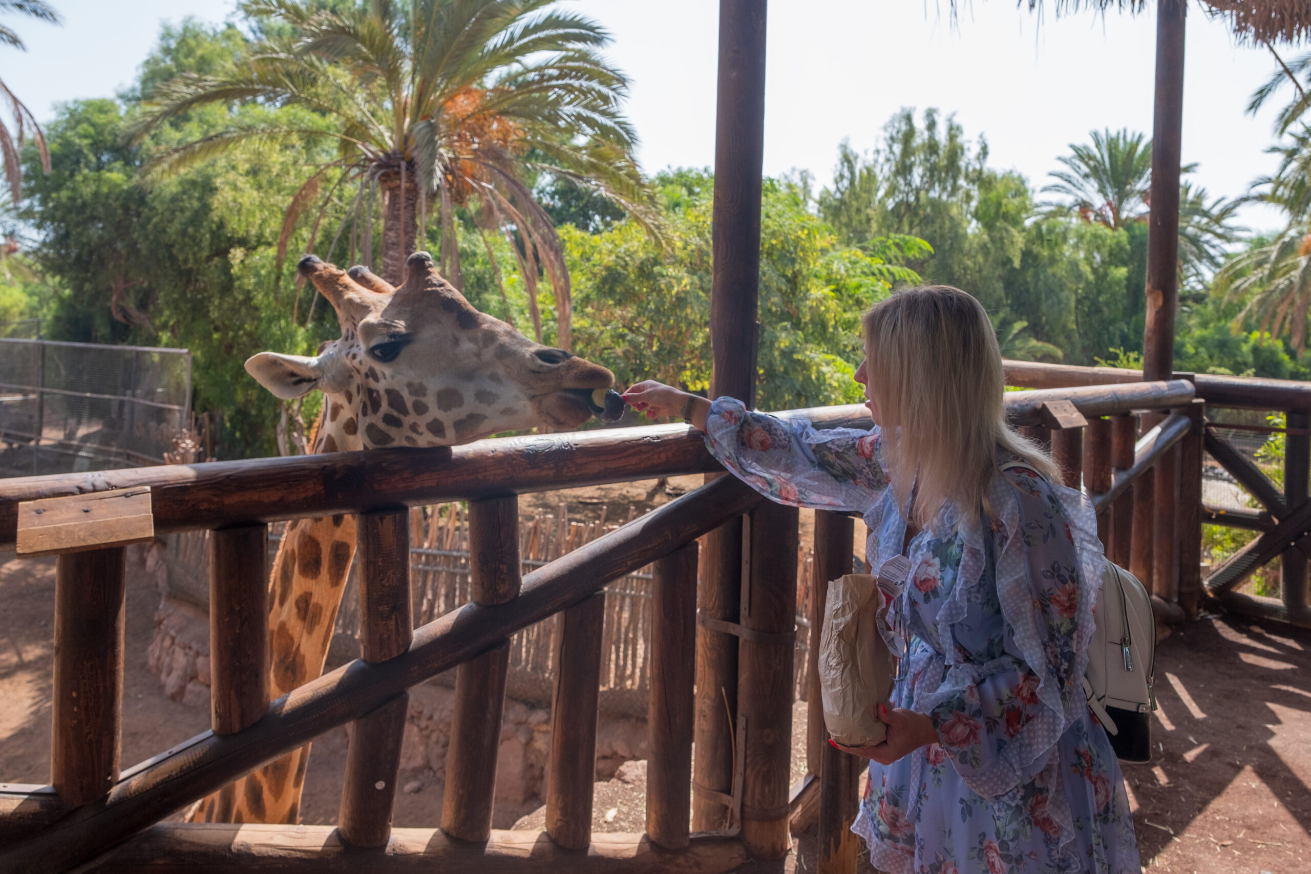 a woman feeding a giraffe great things to do in Fuerteventura with kids
