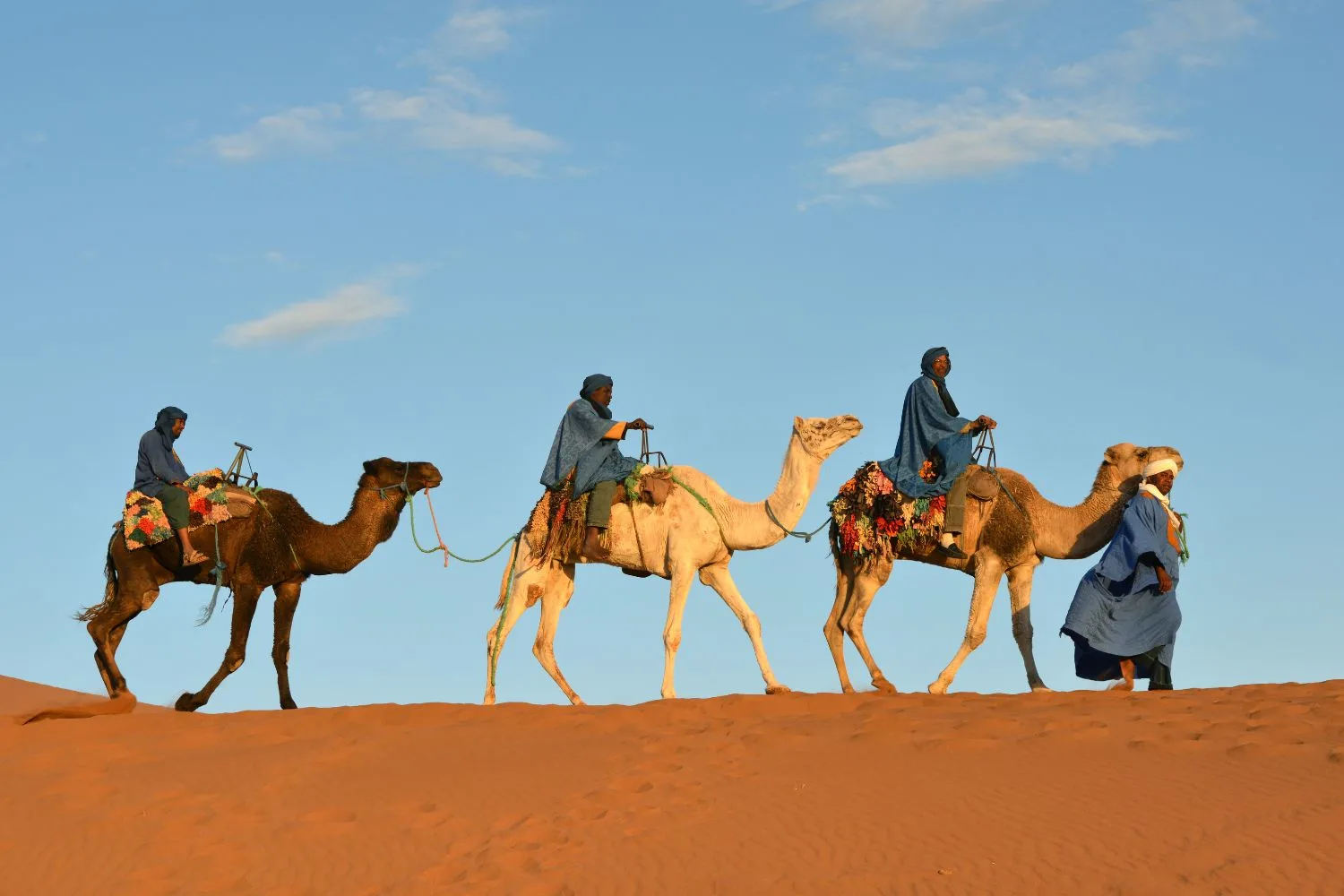 A camel caravan in the dessert of Morocco 