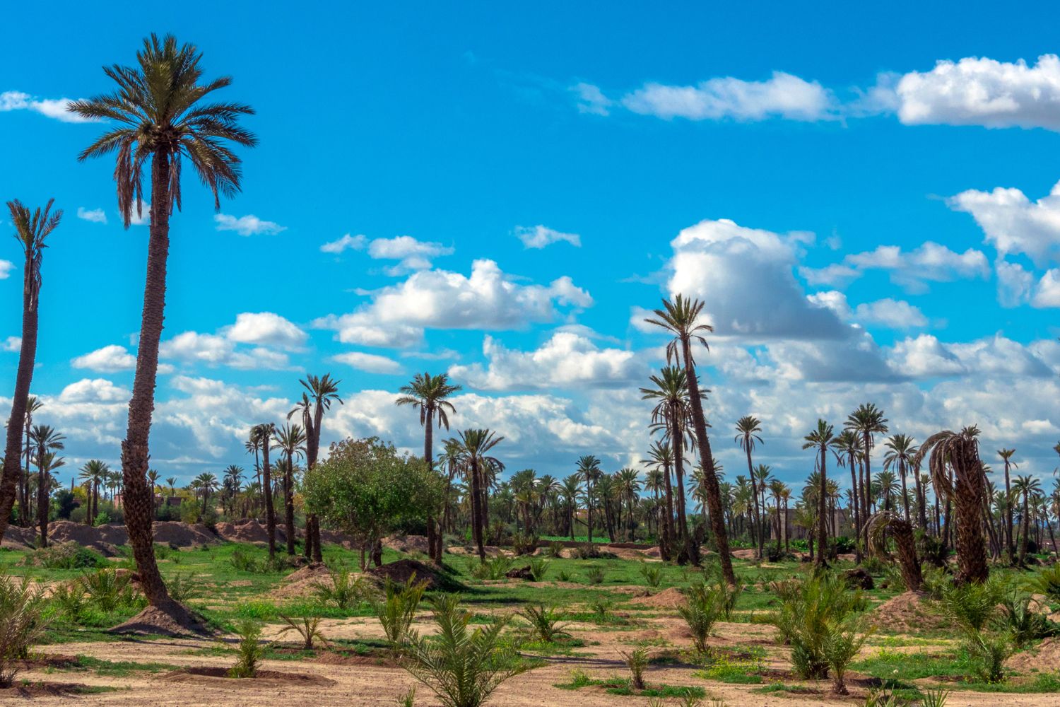 Palm Grove in Marrakech, Morocco