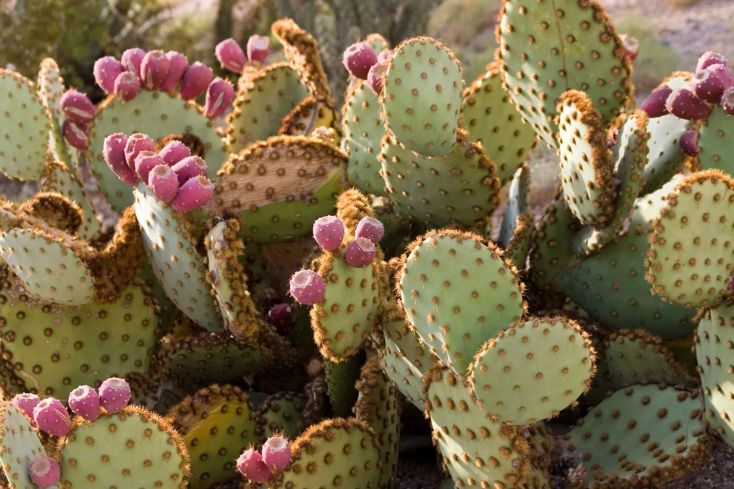 Prickly Pear Cactus